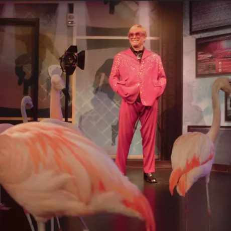 Flamingos